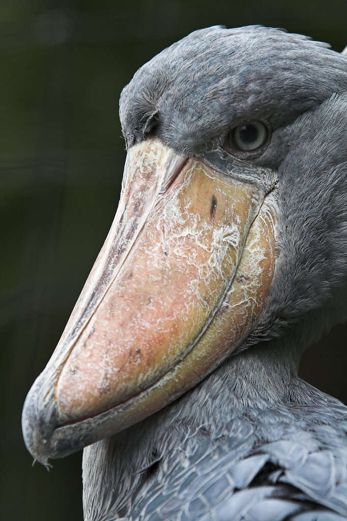 Image of shoebills