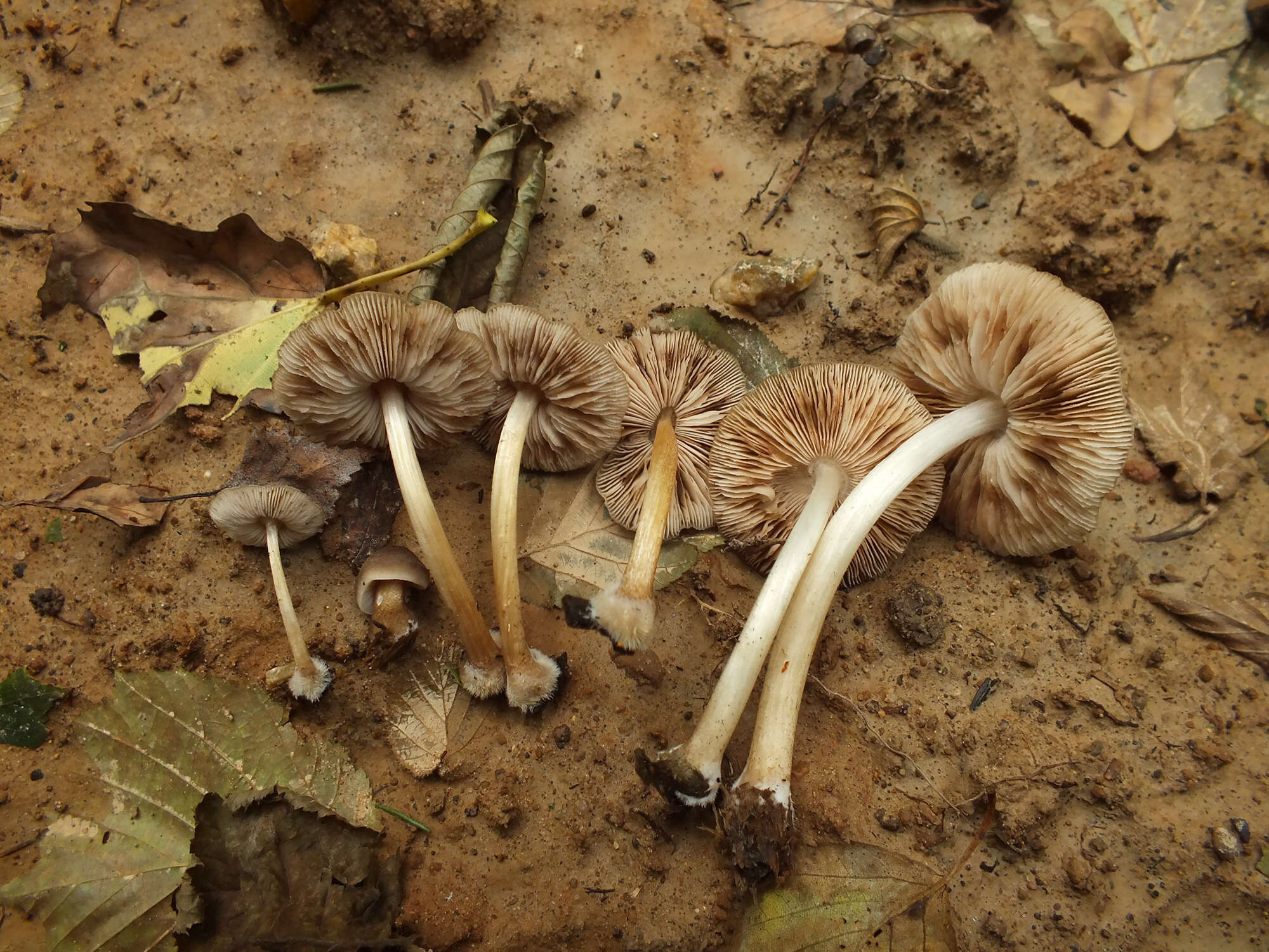 Image of Pluteus granularis Peck 1885