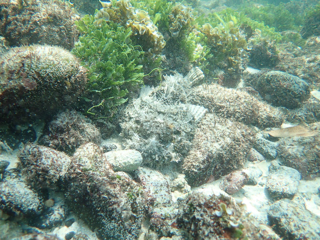 Image of Pacific Spotted Scorpionfish