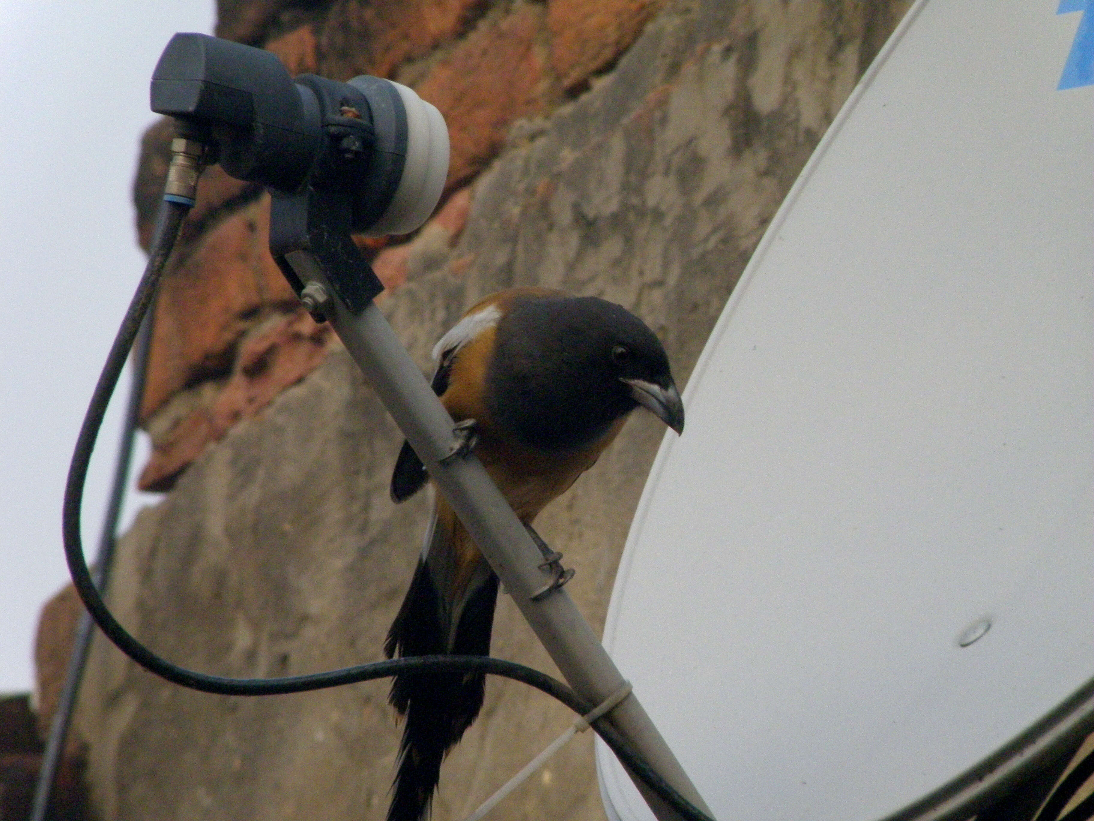 Image of Rufous Treepie