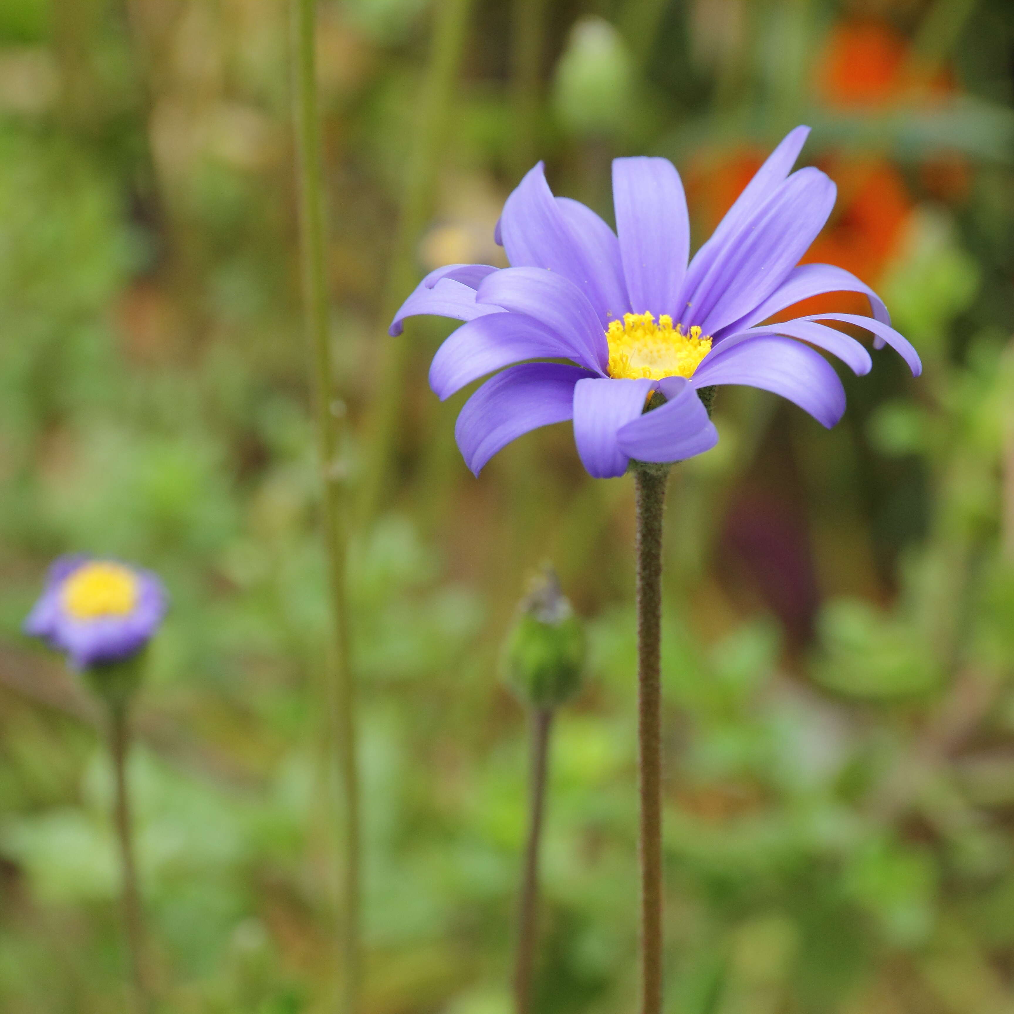 Image of blue daisy