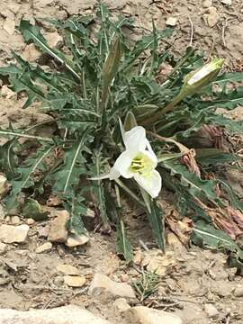 Image de Oenothera cespitosa Nutt.