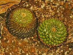 Image of Mammillaria marksiana Krainz