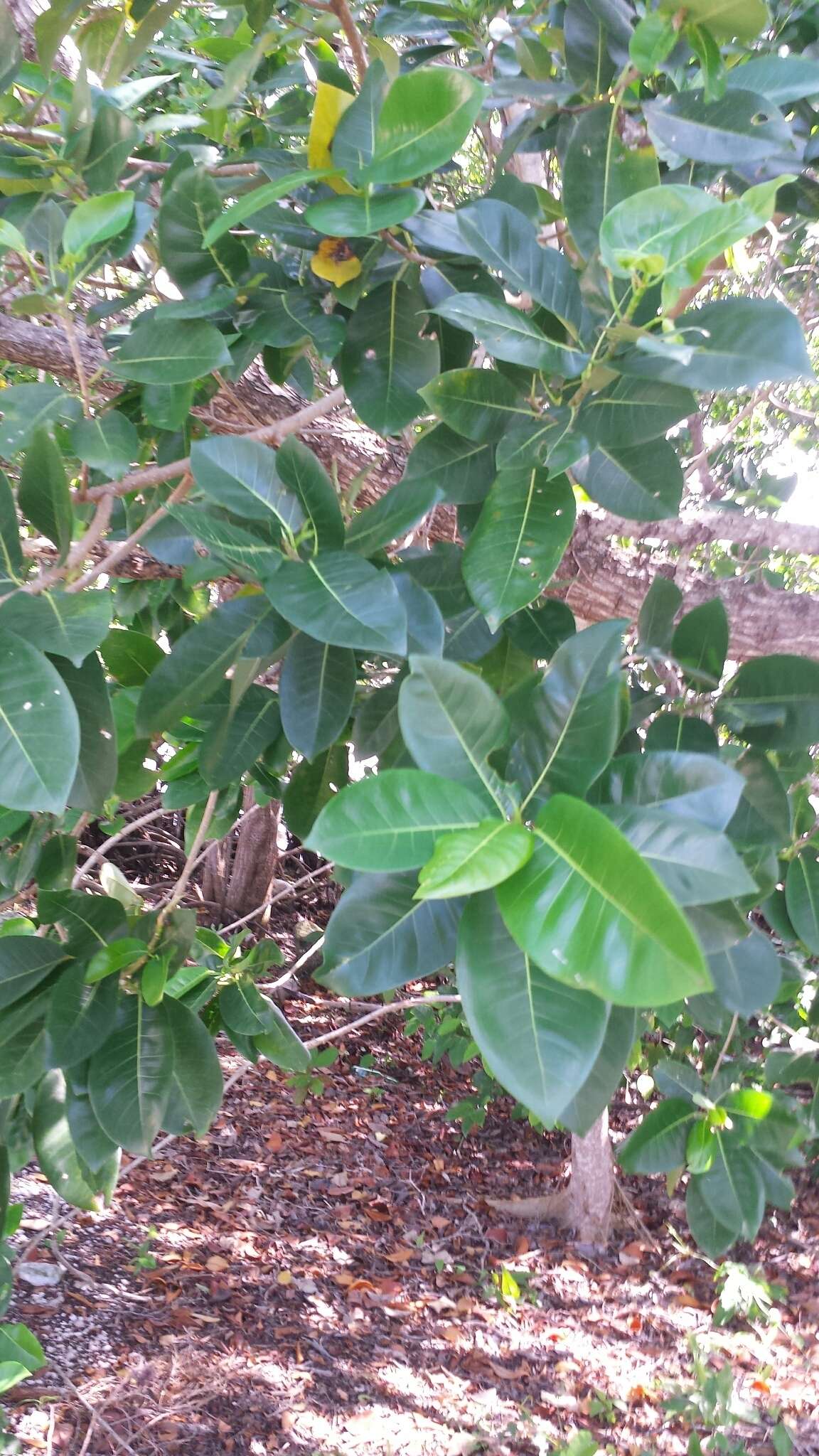 Imagem de Ficus aurea Nutt.