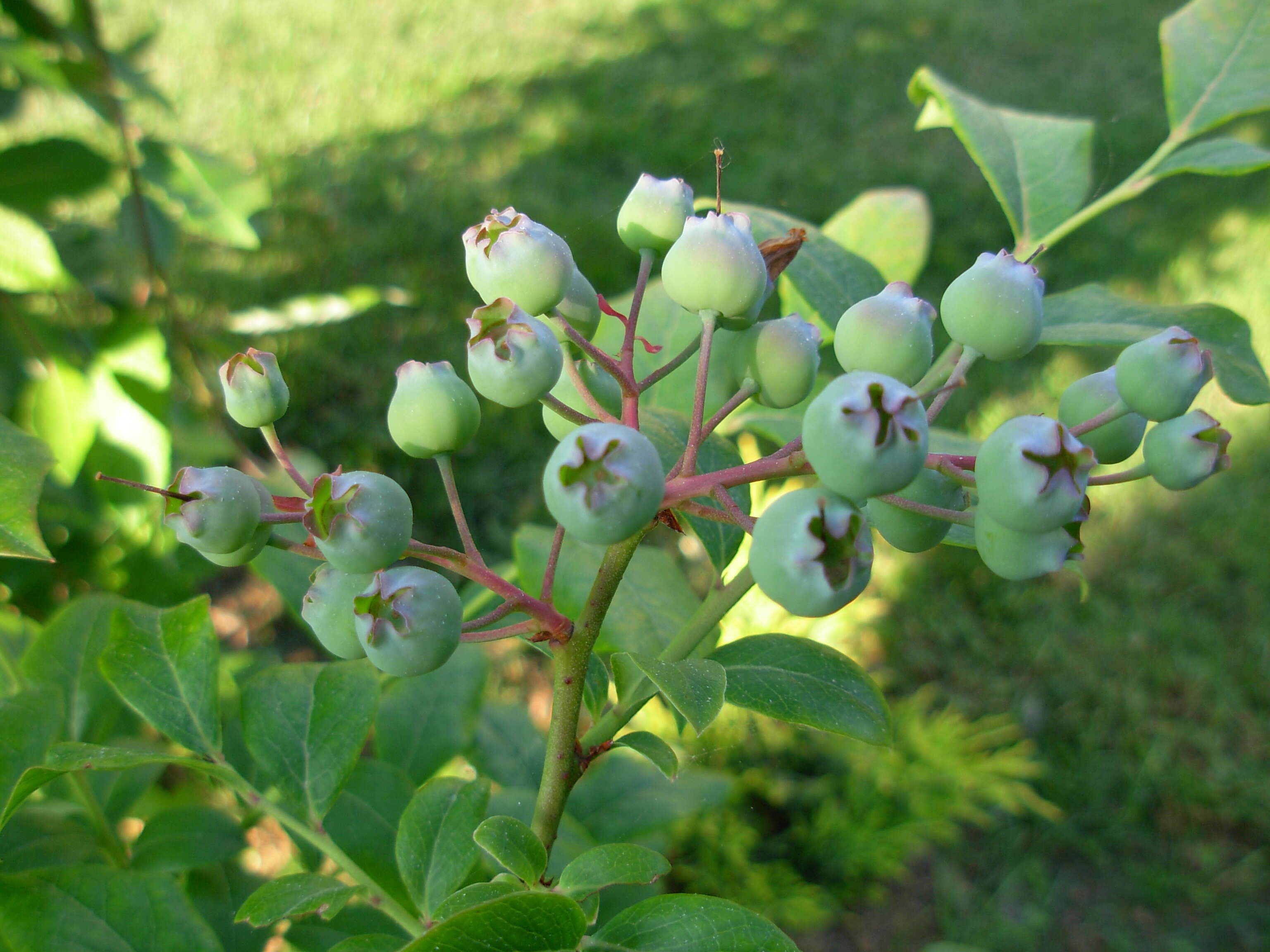 Vaccinium sect. Cyanococcus的圖片