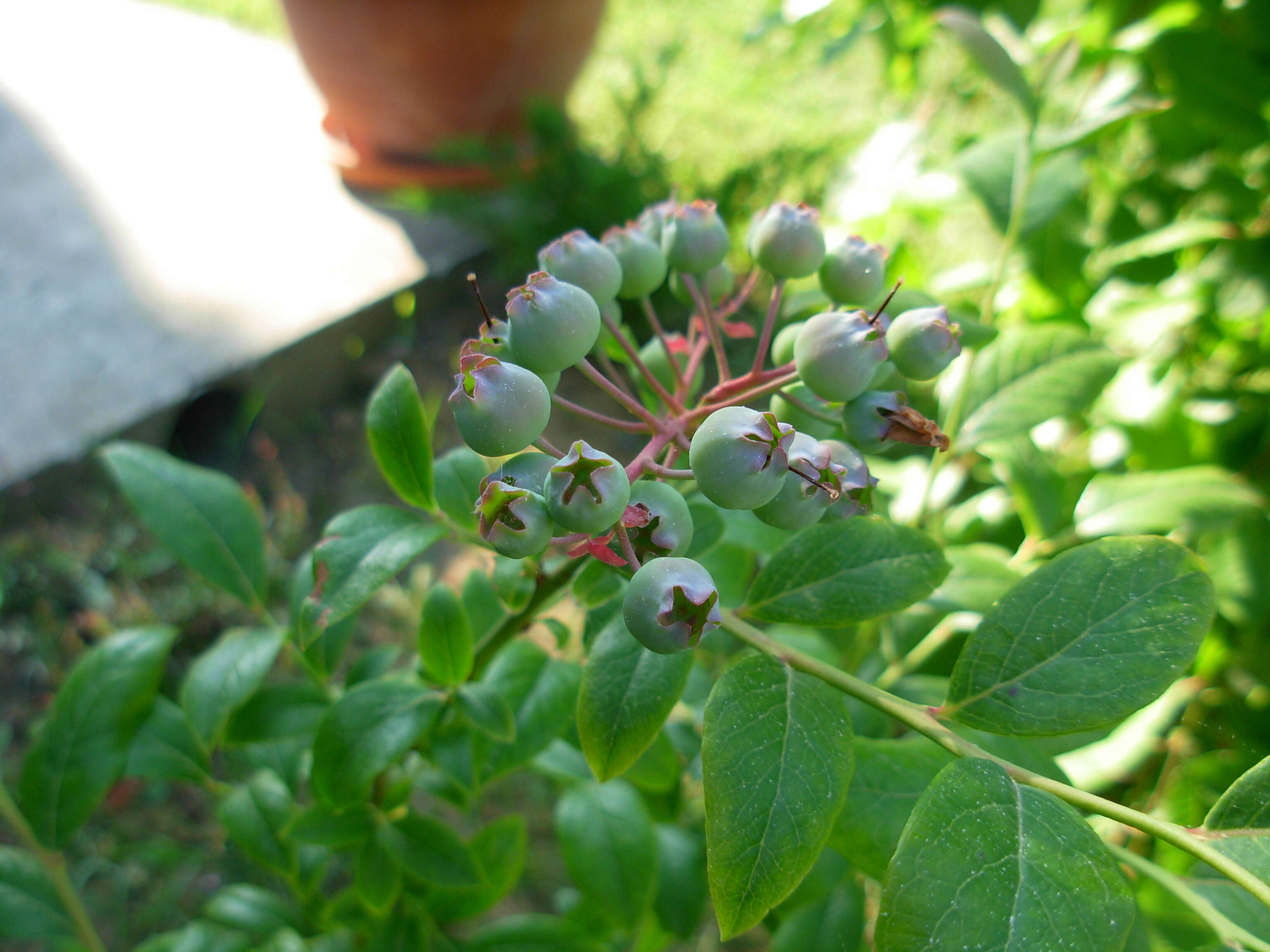 Vaccinium sect. Cyanococcus的圖片