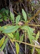 Image of Patrinia glabrifolia Yamam. & Sasaki