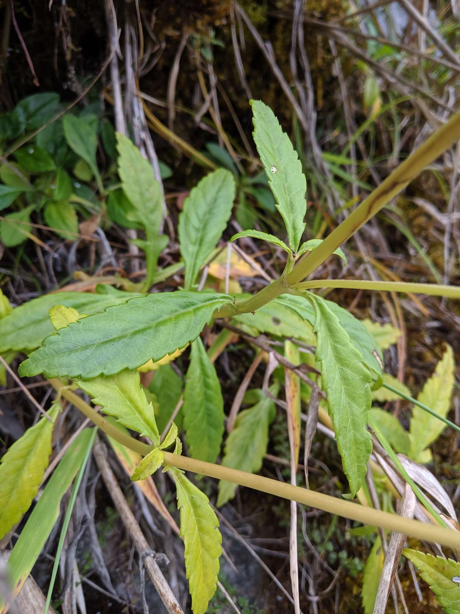 Image of Patrinia glabrifolia Yamam. & Sasaki