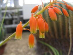 Image of Aloe ballii Reynolds