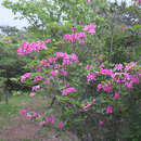 Image of Rhododendron sanctum var. lasiogynum Nakai ex Sugimoto