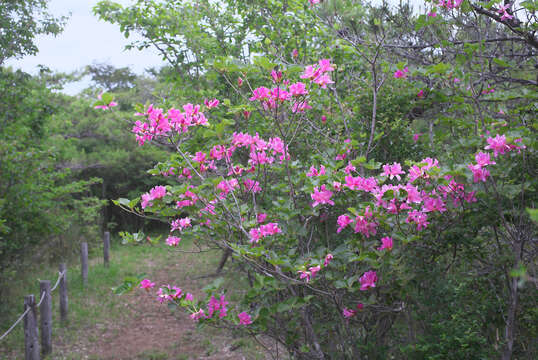 صورة Rhododendron sanctum Nakai