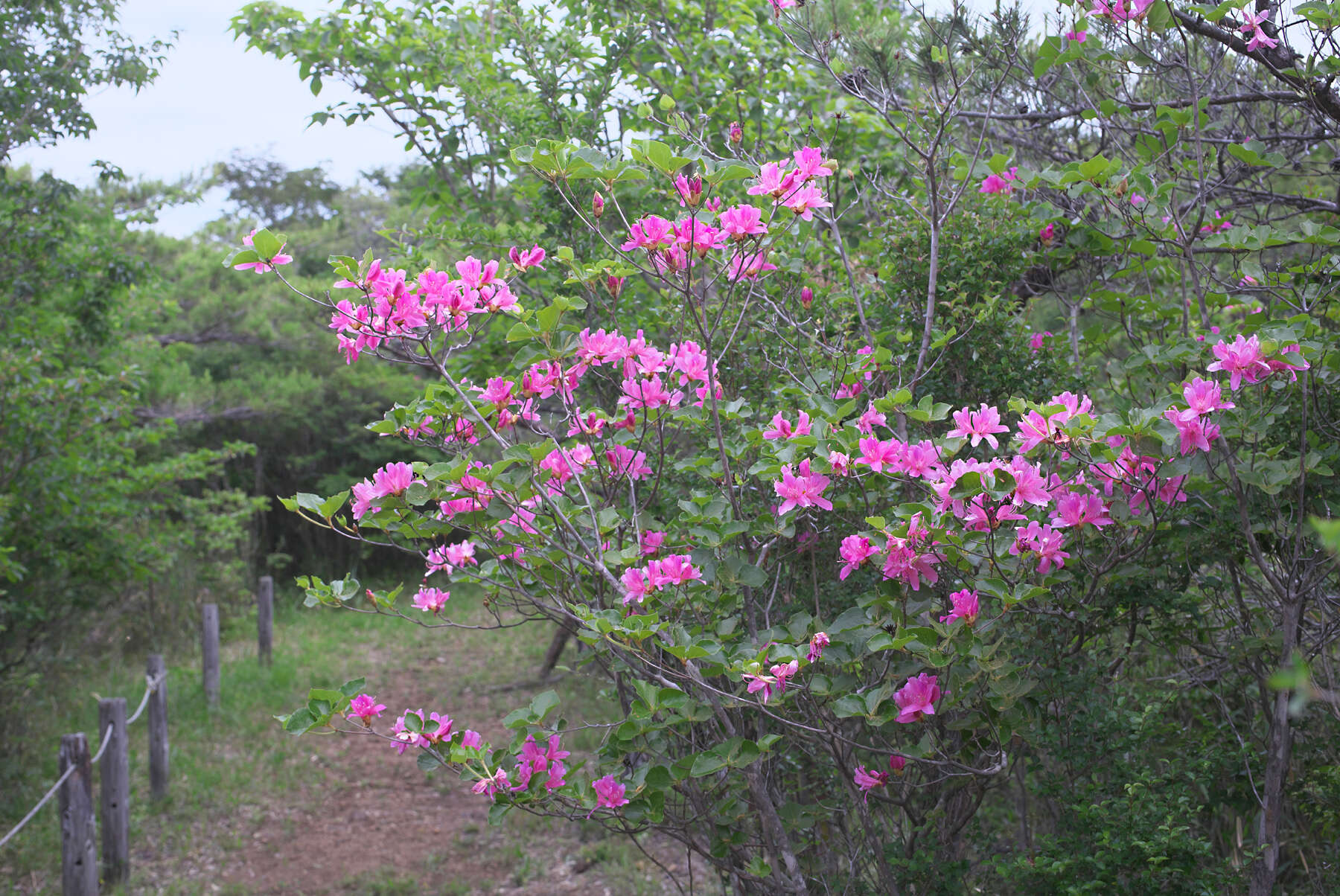 Imagem de Rhododendron sanctum var. lasiogynum Nakai ex Sugimoto