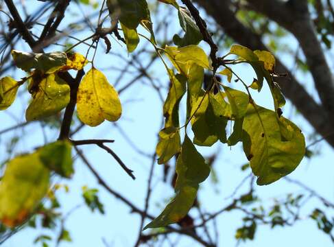 Image of Zanthoxylum arborescens Rose