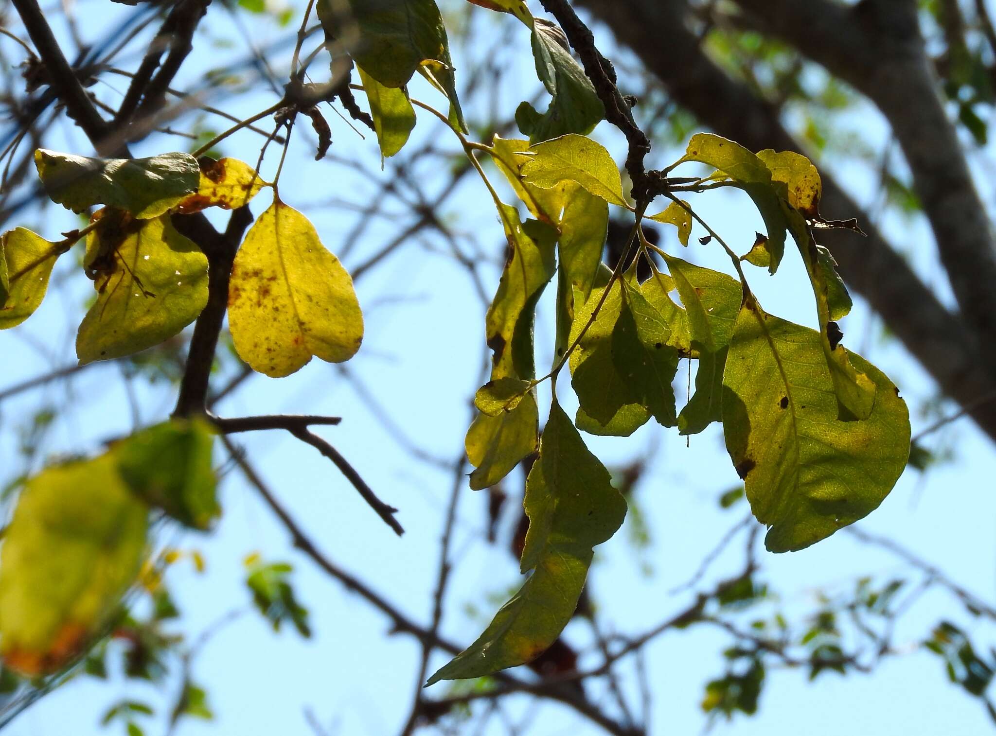 Zanthoxylum arborescens Rose的圖片