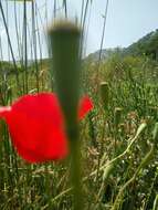 Image of Papaver syriacum Boiss. & Bl.