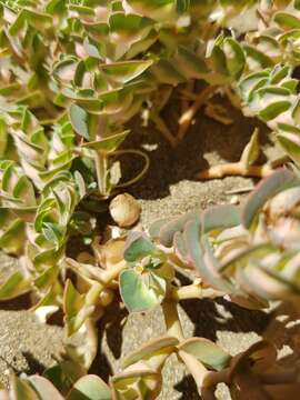 صورة Euphorbia phylloclada Boiss.