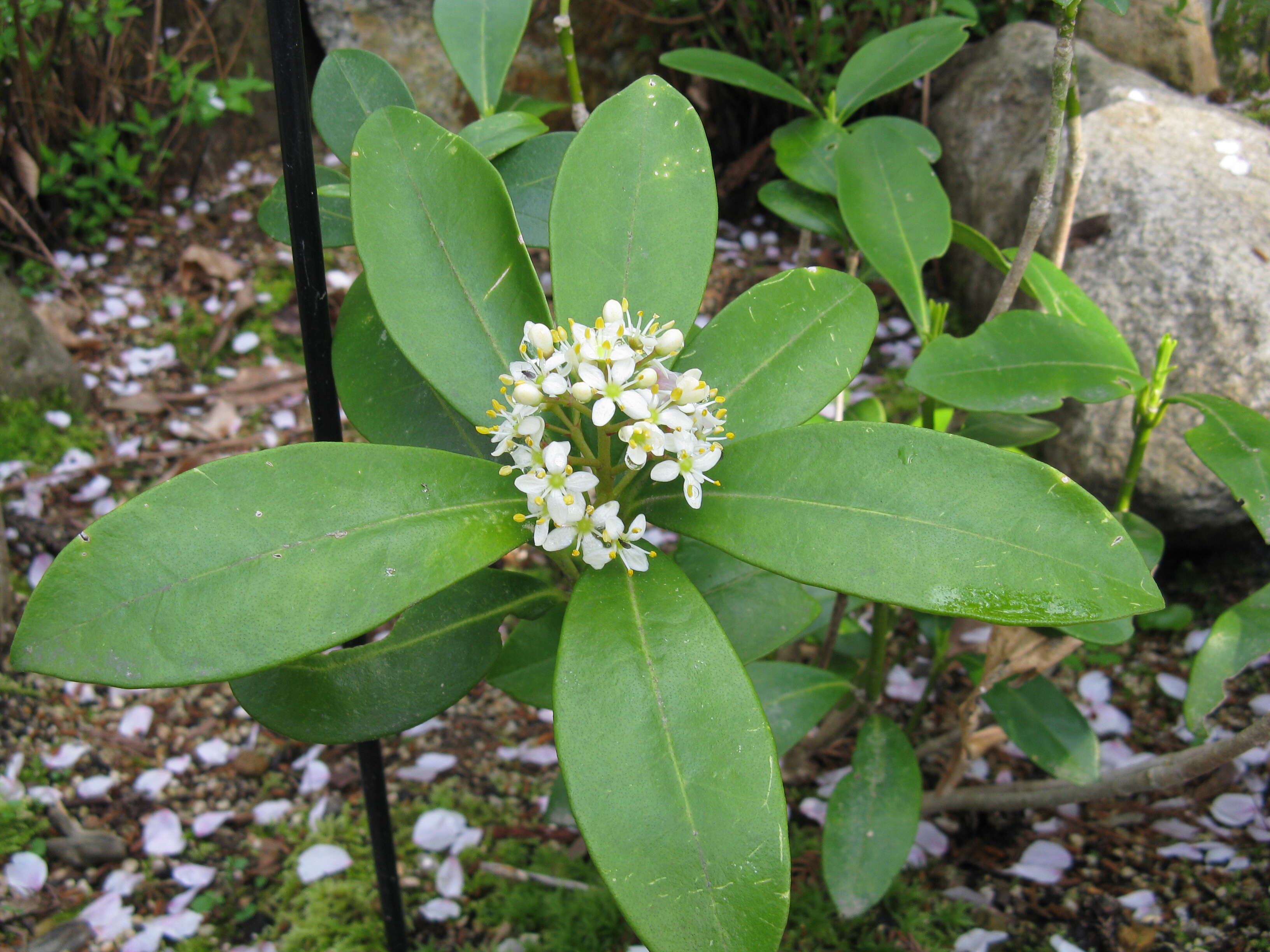 Image of Skimmia