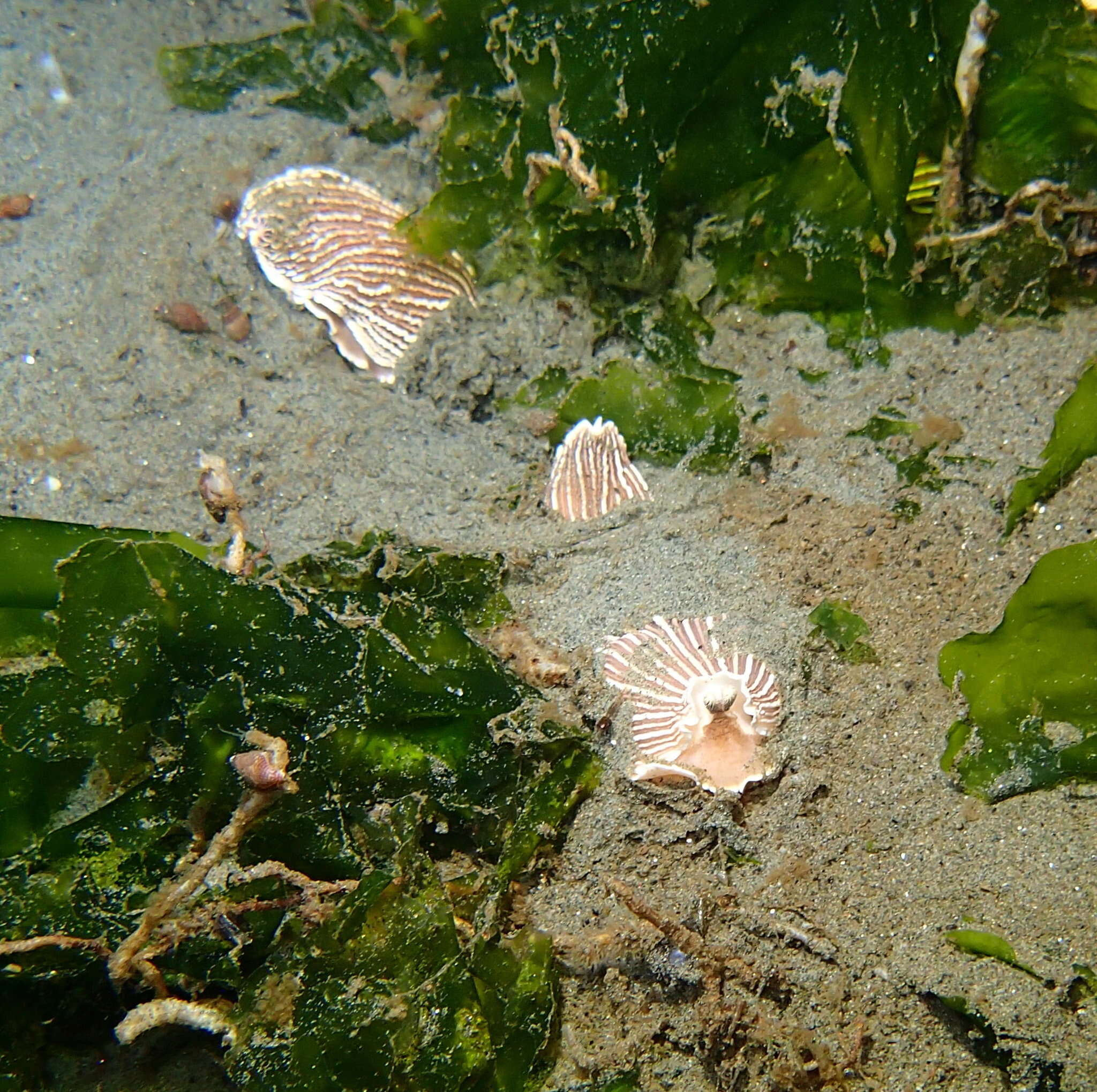 Image of Armina californica (J. G. Cooper 1863)