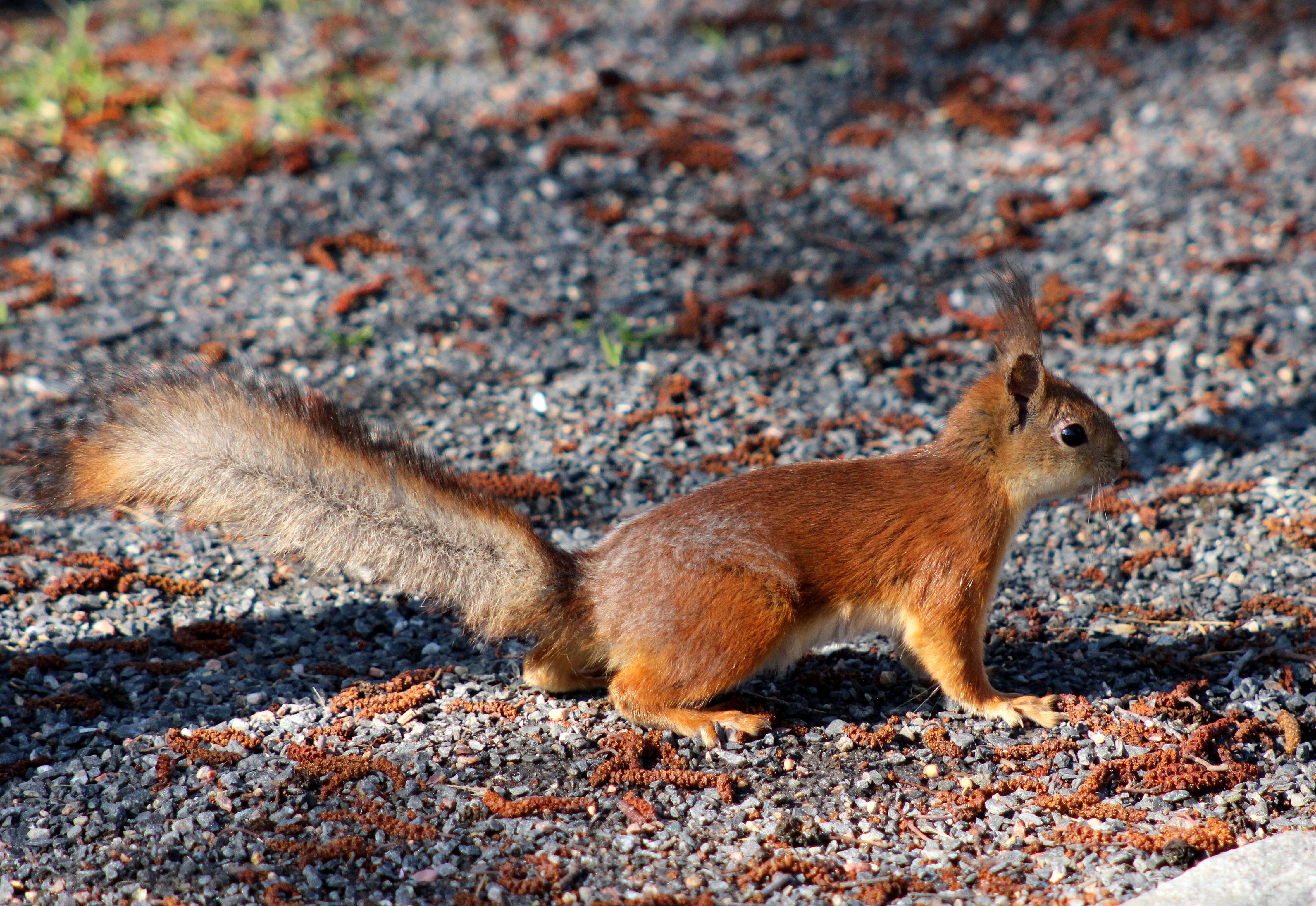 Image of Eurasian red squirrel