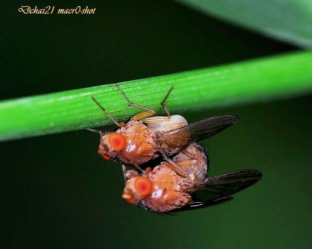 Image of fruit fly