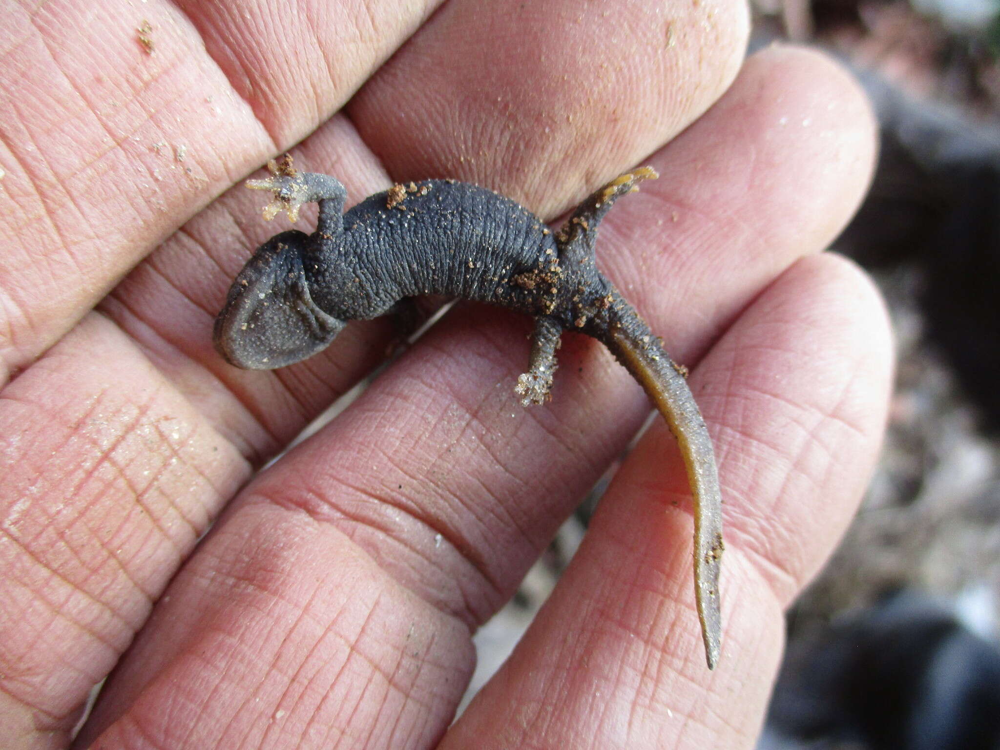 Image of Tylototriton himalayanus Khatiwada, Wang, Ghimire, Vasudevan, Paudel & Jiang 2015