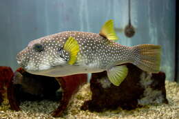 Image of Broadbarred Toadfish