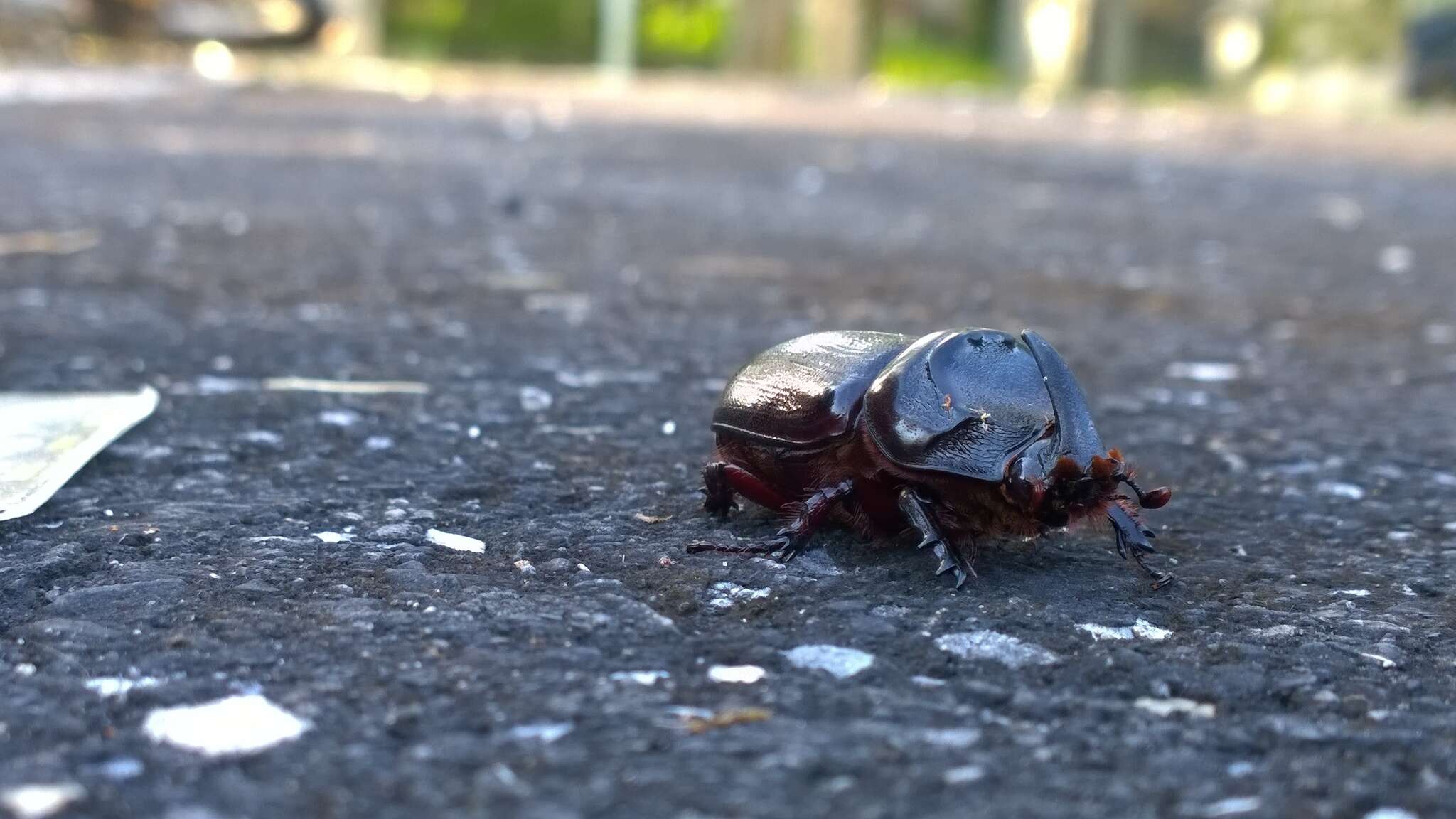 Image of Asian rhinoceros beetle