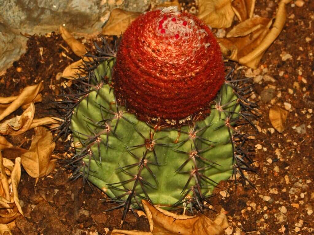 Image of Dwarf Turk's Cap Cactus