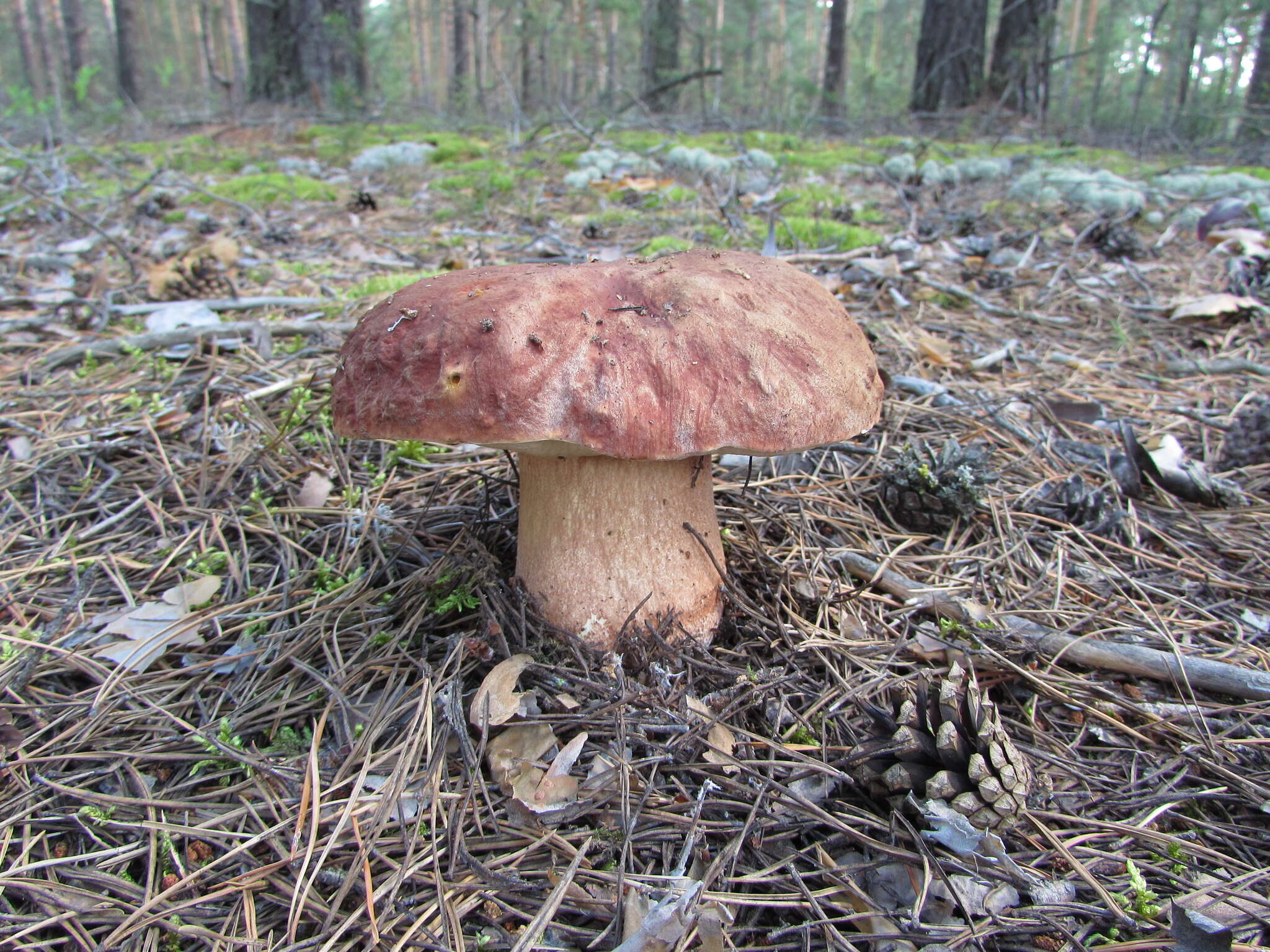 Image of Boletus pinophilus Pilát & Dermek 1973