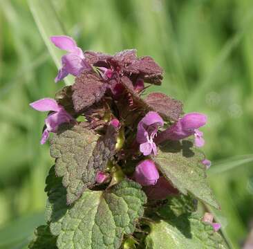 Image of purple archangel