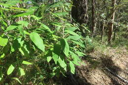Image of Astrotricha latifolia Benth.