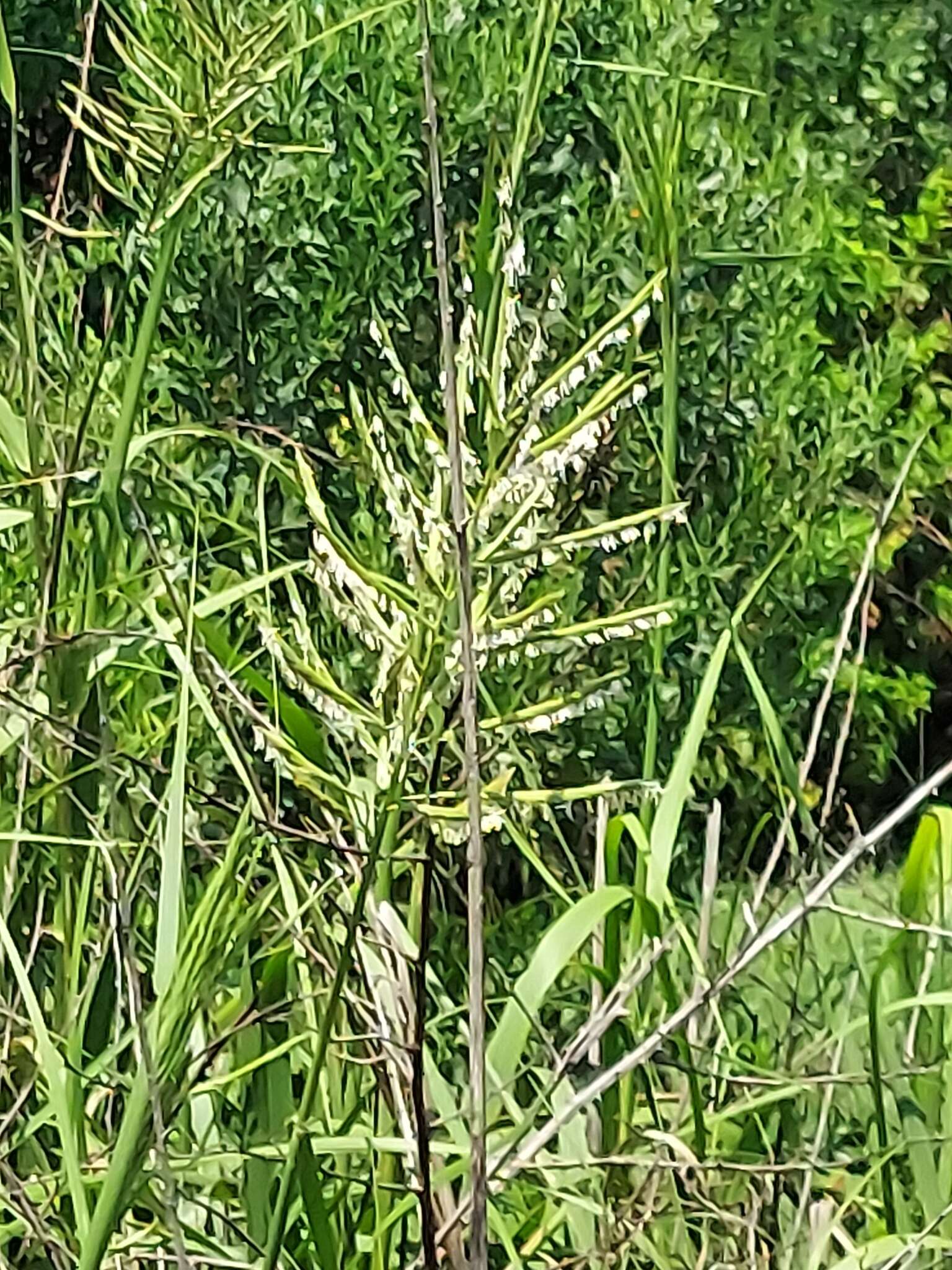 Image of Big Cord Grass