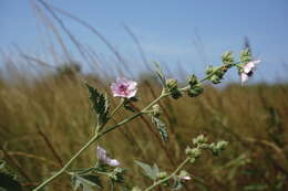 Image of Althaea × taurinensis