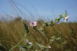 Plancia ëd Althaea × taurinensis