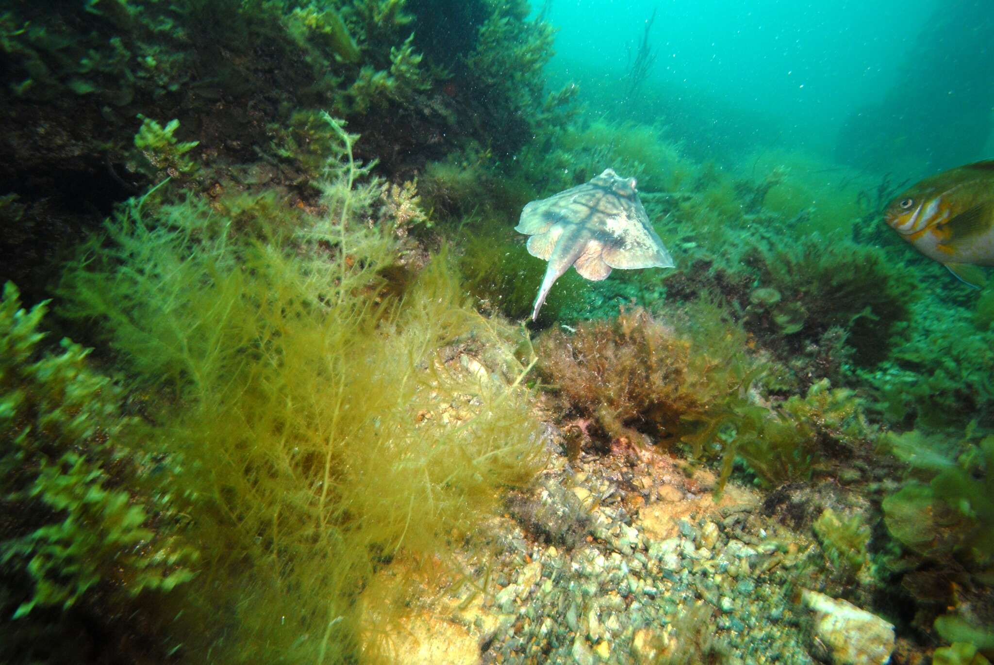 Image of Coastal stingaree