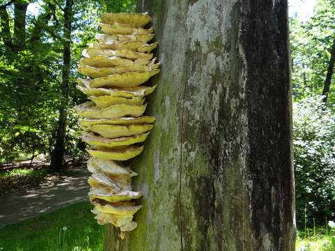 Image of Bracket Fungus