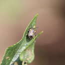 صورة Perillus confluens (Herrich-Schaeffer 1839)