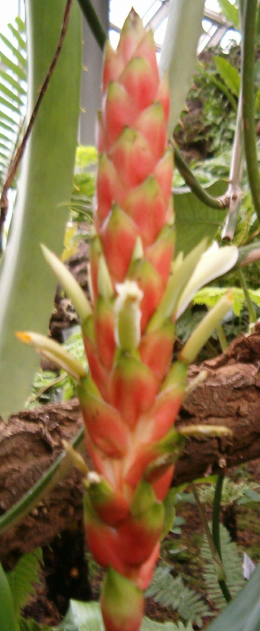 Image of Pitcairnia maidifolia (C. Morren) Decne. ex Planch.