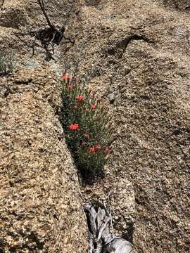 Sivun Silene plankii C. L. Hitchcock & Maguire kuva