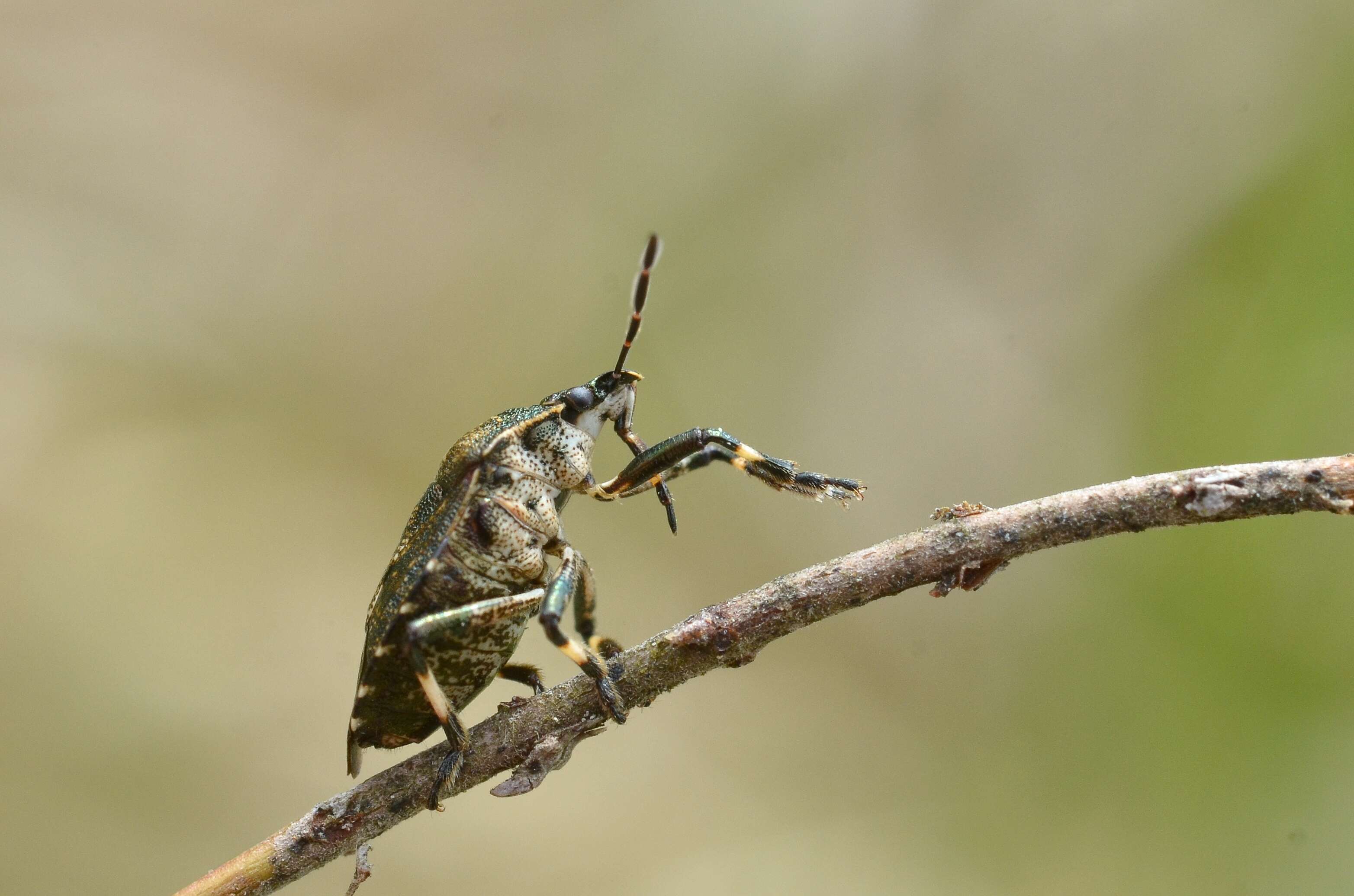 Image of Rhacognathus