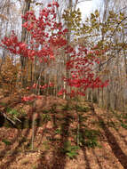 Image of Red Maple