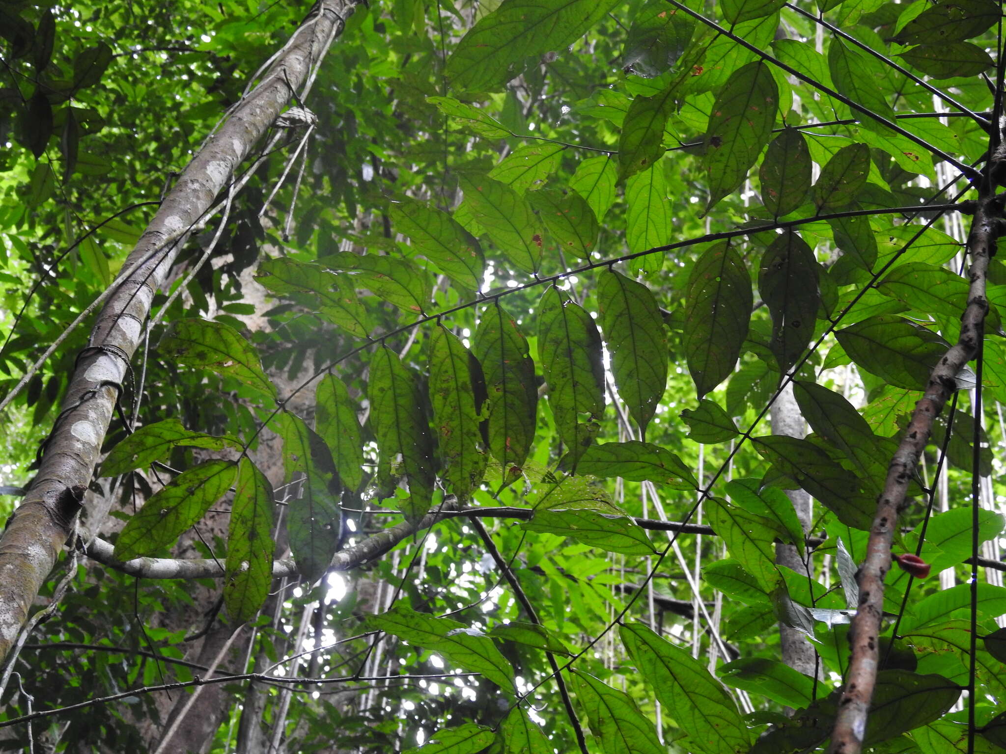 Image of Connarus fasciculatus (DC.) Planch.