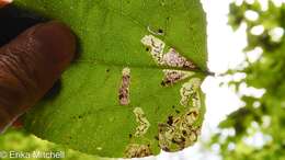 Image of Stigmella populetorum (Frey & Boll 1878) Wilkinson et al. 1979