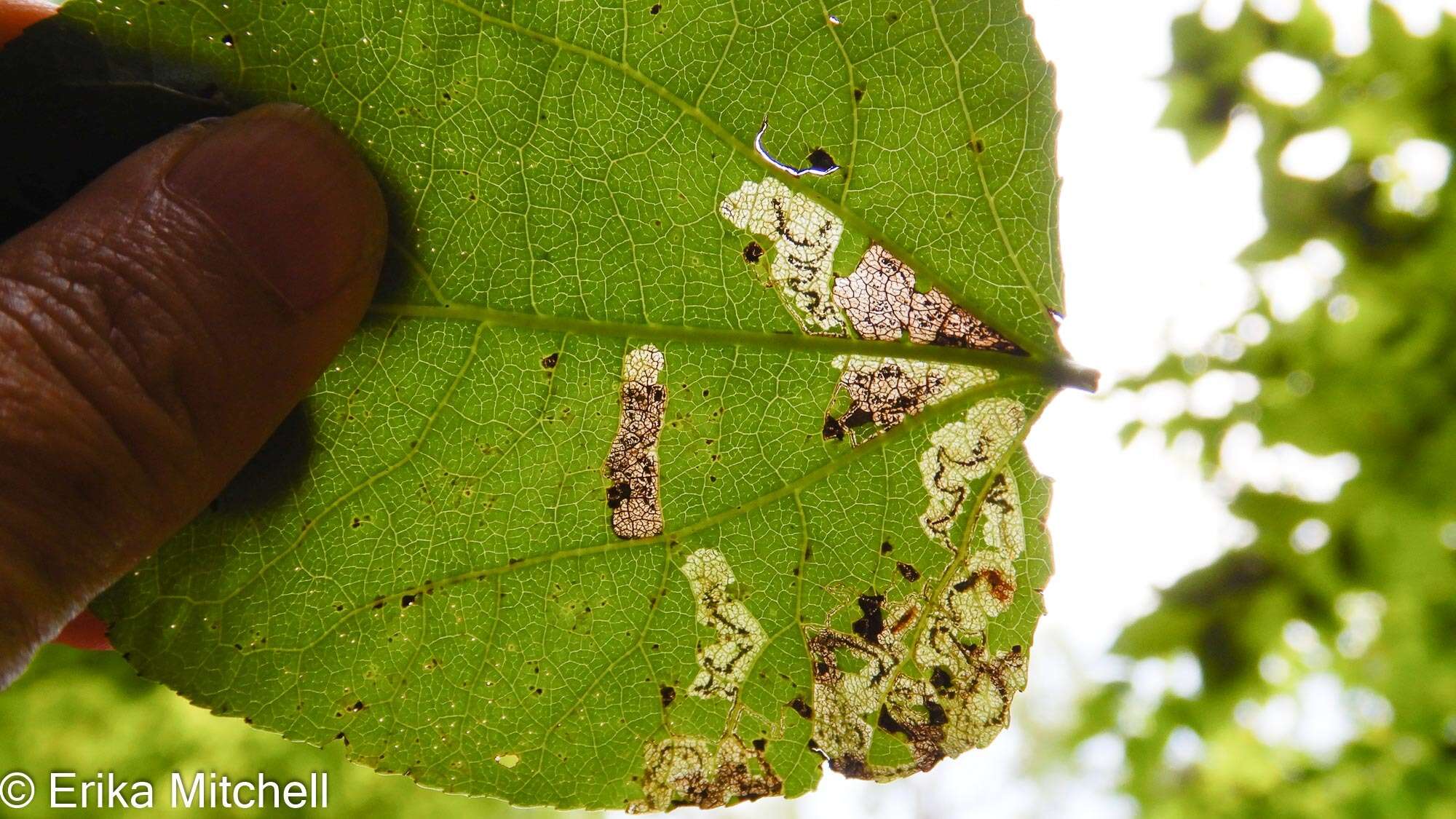 Image of Stigmella populetorum (Frey & Boll 1878) Wilkinson et al. 1979