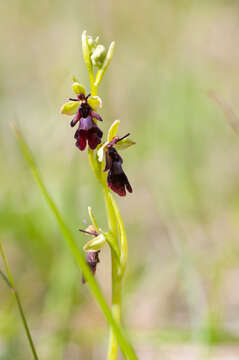 Image of Fly orchid