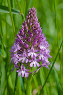 Image of Pyramidal orchid