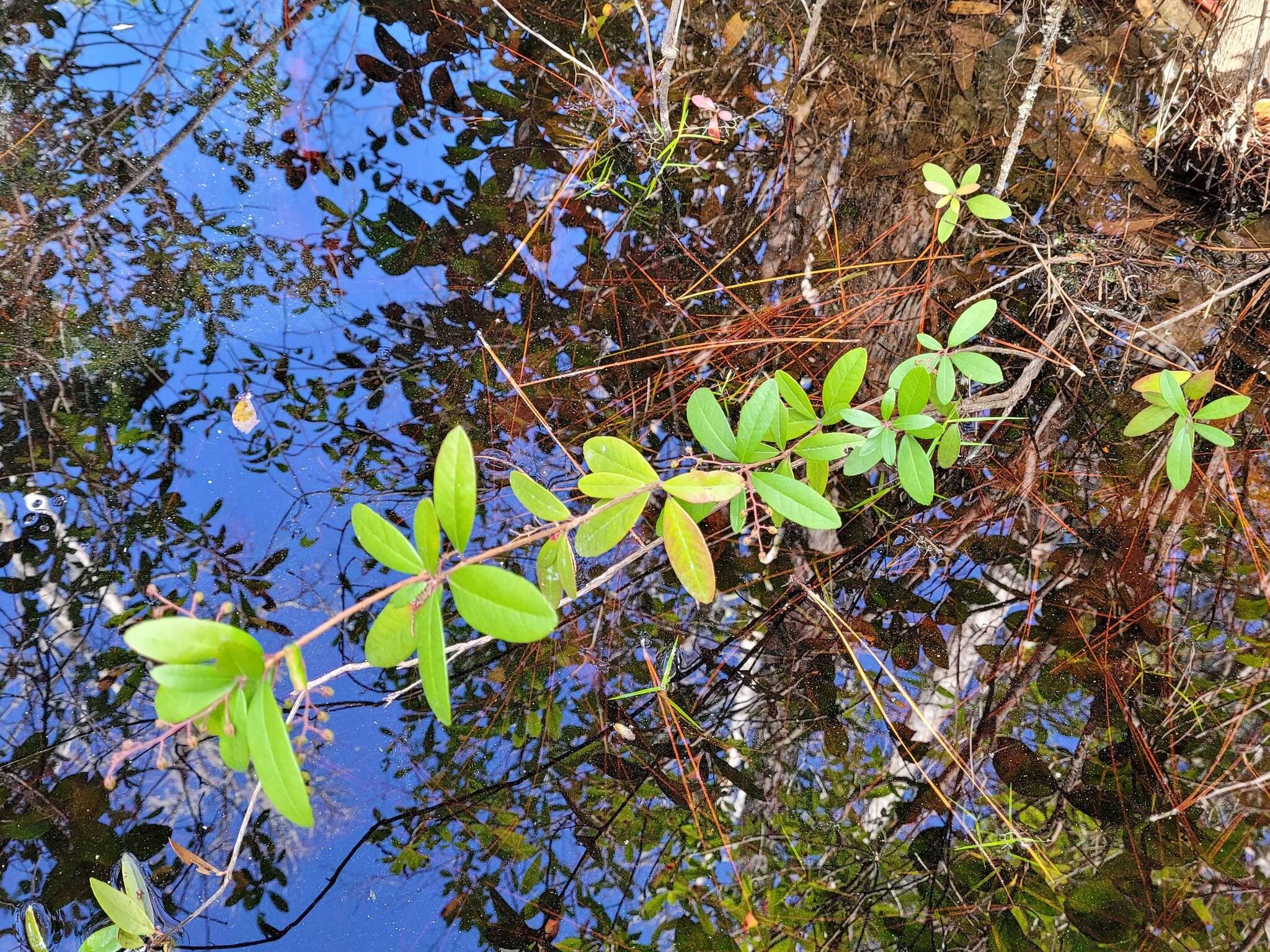 Image of Climbing Fetterbush