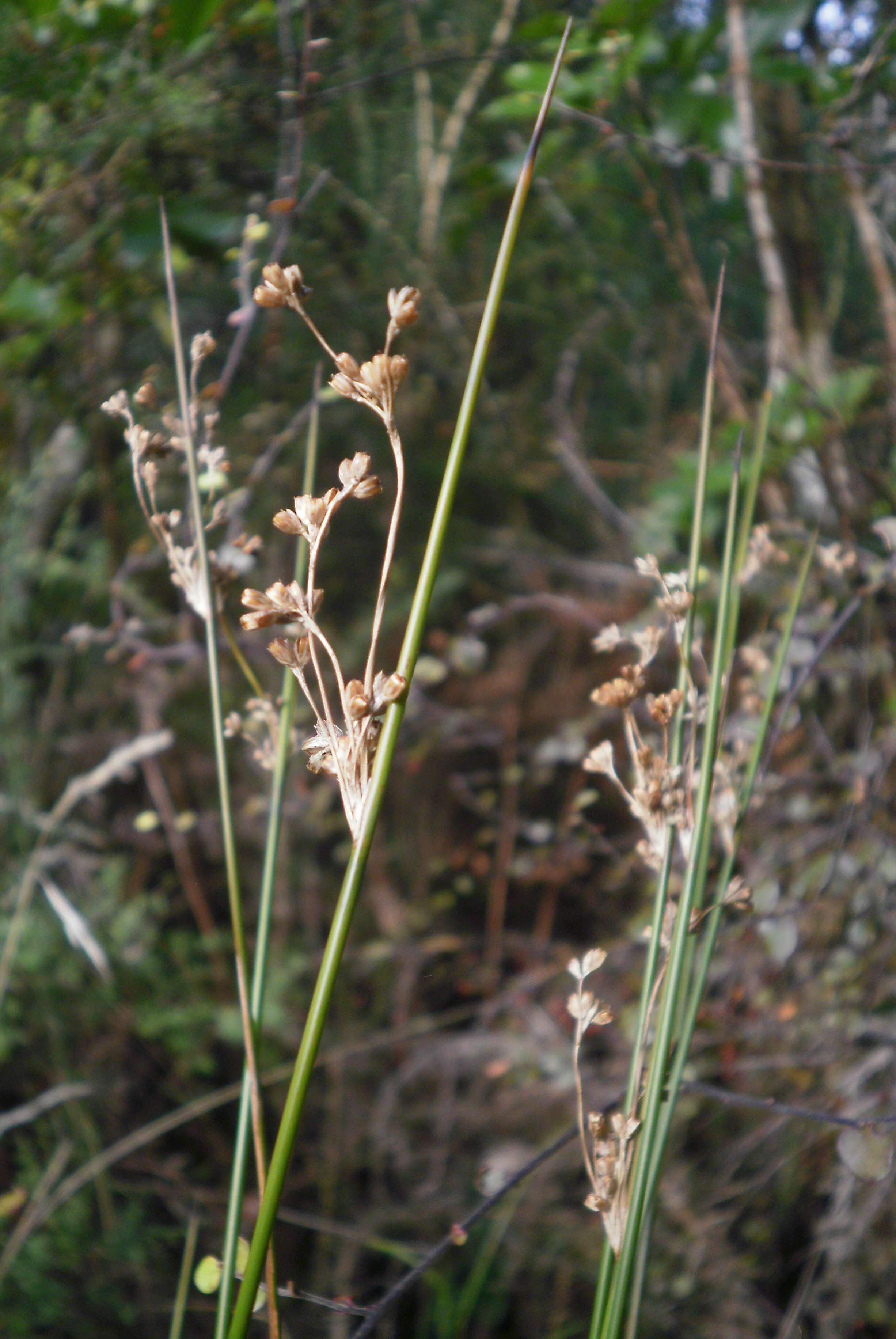 Image of Juncus edgariae L. A. S. Johnson & K. L. Wilson