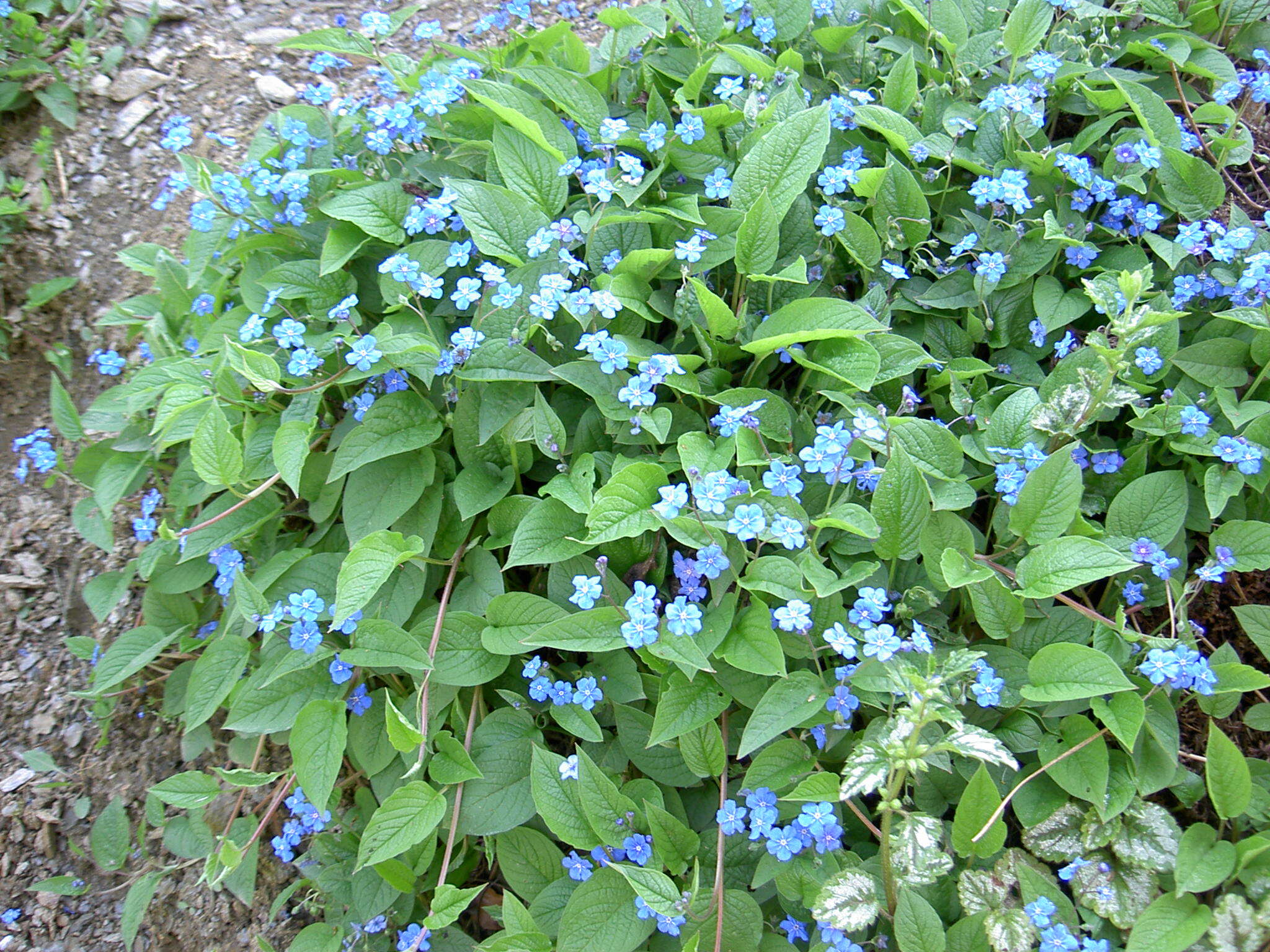 Image of blue-eyed-Mary