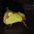Image of Thespea albipuncta (Hampson 1892)